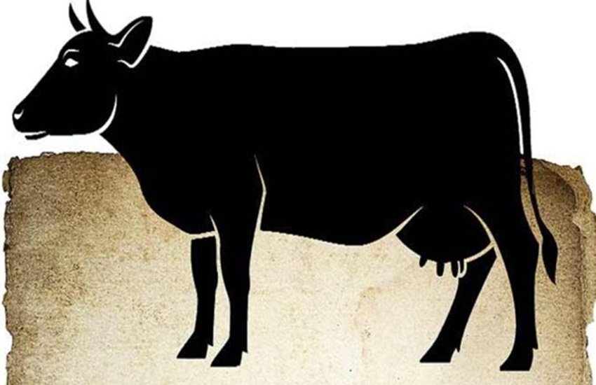 Cow Protector, Attack, Cattle, Knife, Attempt to murder, Hospital, Police, FIR
