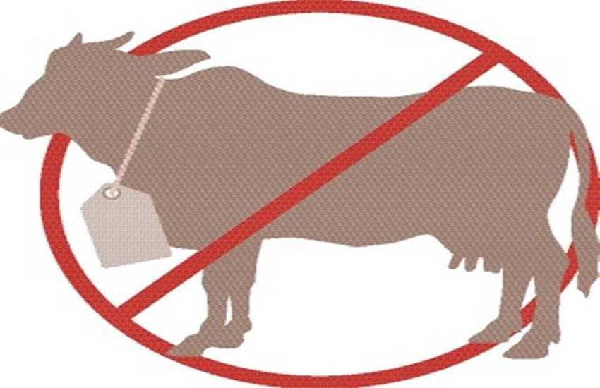 cow slaughter