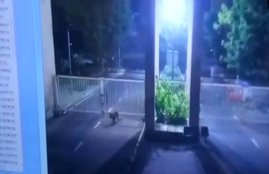 leopard viral video