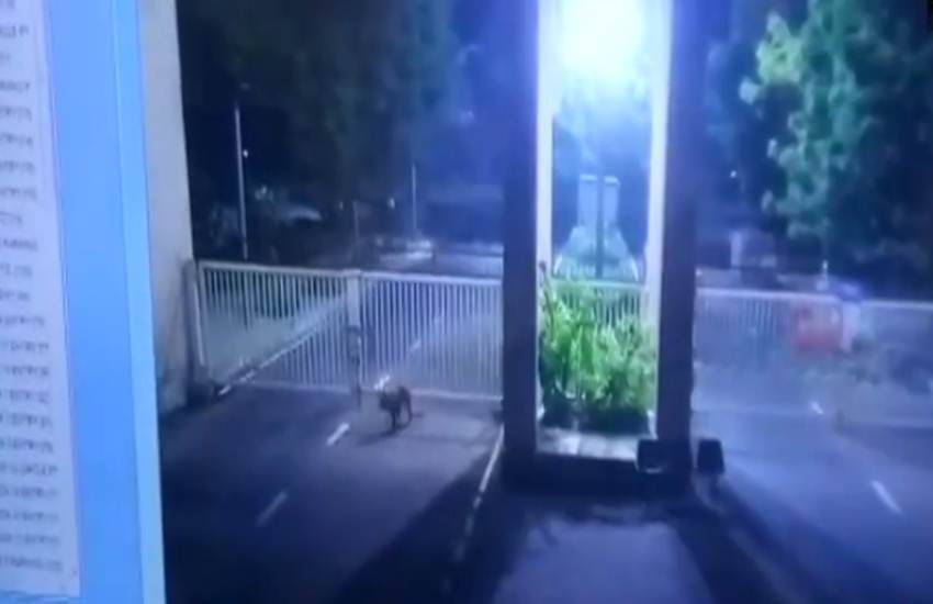 leopard viral video