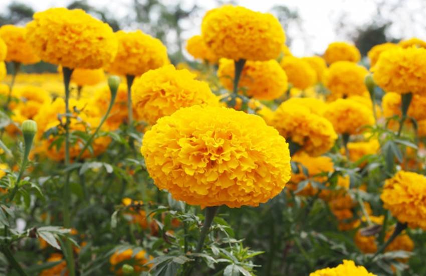 skin care, skin, beauty tips, use of marigold, marigold benefits, benefits of marigold, flower for skin, glowing skin, radian skin, lifestyle, lifestyle news, lifestyle news in hindi, health, health tips, health news, health news in hindi, jansatta