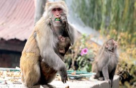 monkeys