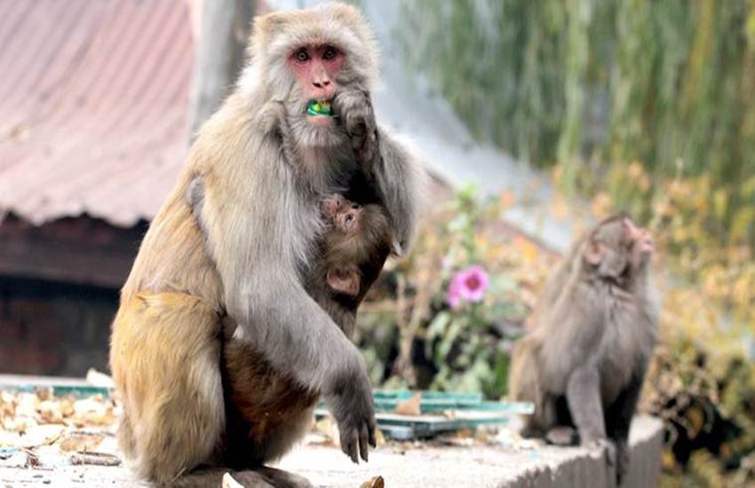 monkeys