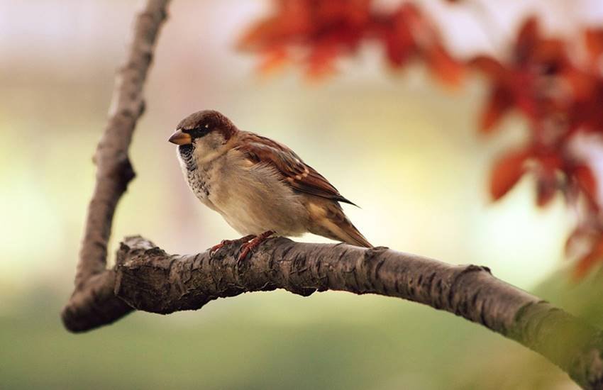 तस्वीर का इस्तेमाल केवल प्रतीकात्मक तौर पर किया गया है। (Image Source: pixabay)
