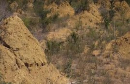 termites mounds