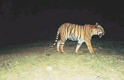 आदमी को मारा तो गांववालों ने लिया शेरनी से ‘बदला’, पीटकर मार डाला, ट्रैक्टर से कुचला