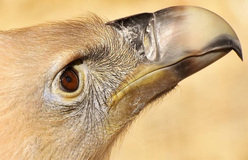 तस्वीर का इस्तेमाल प्रतीकात्मक तौर पर किया गया है। (Image Source: pixabay)
तस्वीर का इस्तेमाल प्रतीकात्मक तौर पर किया गया है। (Image Source: pixabay)