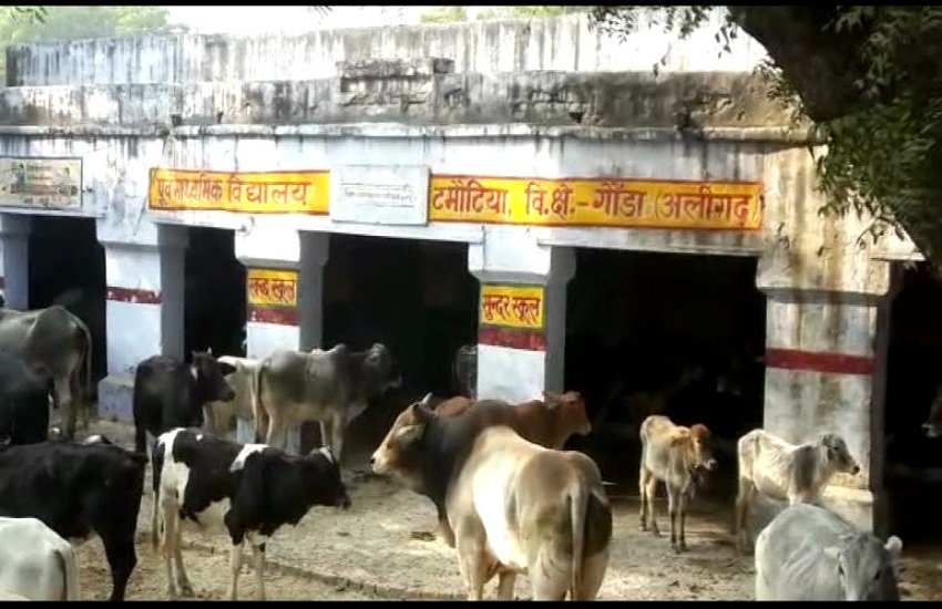 फसल बर्बादी से परेशान किसान आवारा गाय और बैलों को स्कूलों में बंद कर रहे हैं। (फोटो सोर्स:एएनआई)