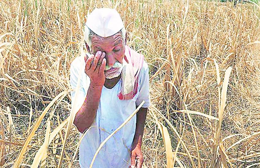 Central Government, Data, Farmer Suicides, Agriculture Minister, Radhamohan Singh, National Crime Records Bureau, Figures, Farmer, Suicides, 2016, Farmer Crisis, National News