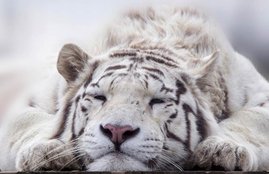 Tiger, White Tiger, Delhi, Vijay, Died, Death, Cell, Kanan Pendari Zoological Garden, Kanan Pendari Zoo, Cobra, Snake, Bite, Autopsy Report, Raebareli, Uttar Pradesh, Raipur, Bilaspur, Chhattisgarh, State News, Hindi News