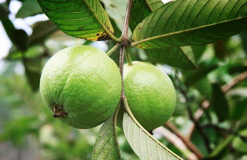 अमरूद का सेवन स्वास्थ्य के लिए लाभकारी होता है