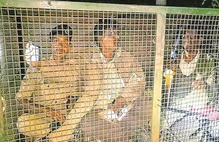 तेंदुआ को पकड़ने के लिए पिंजरे में वन विभाग के अधिकारी को बैठा दिया गया। (Express Photo)