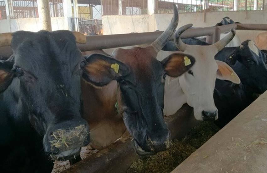 cattle death, cow death, UP Mathura, stray cattles, Cow politics, Lucknow news, india news, jansatta, Mathura village, district administration, animals free