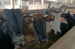 यूपी: मथुरा के स्‍कूलों में किसानों ने बंद किए थे आवारा पशु, अब मृत मिली चार गायें