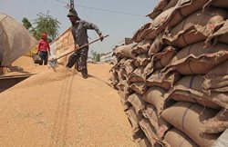 जनसत्ता विशेष: खरीद केंद्रों के बजाए आढ़तों पर धान बेचने को किसान मजबूर