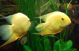 Fish, Fish facts, Fish at home, Fish in house, Fish for home, Fish for house, Fish names, Fish benefits, Combination Of Fish , Combination Of Fish home, house Combination Of Fish, religion news