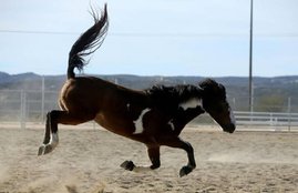 disease in animal, glanders, donkeys, mules, horses, mathura, uttar pradesh news, ग्लैण्डर्स, uttar pradesh, news, state, rajya news, lifestyle, lifestyle news, health, health news, hindi news, news in hindi, jansatta