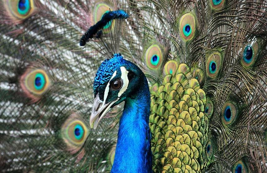 तस्वीर का इस्तेमाल केवल प्रतीकात्मक तौर पर किया गया है। (Image Source: pixabay)