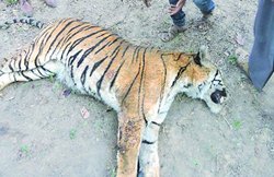 सुना था- पंजा रखने से होती है धन वर्षा, इसलिए काट दिया बाघ का पंजा