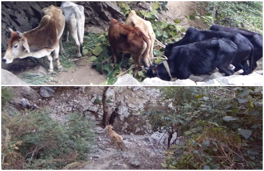 उत्तराखंड के पौड़ी जिले में गायों की हालत 
फोटो सोर्स- Pebble