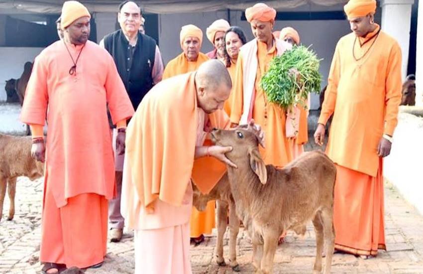 उत्तर प्रदेश के मुख्यमंत्री योगी आदित्यनाथ ने निराश्रित गायों की उचित देखरेख के तत्काल उपाय करने के अधिकारियों को निर्देश दिये है। 