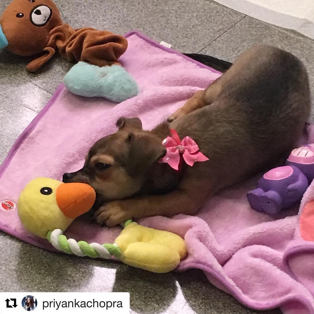 "priyanka chopra, diana chopra, priyanka chopra dog diana chopra, priyanka chopra dog diana chopra rs 36 lakh jacket, diana chopra rs 36 lakh jacket, diana chopra rs 36 lakh moncler jacket, priyanka chopra dog rs 36 lakh jacket, priyanka chopra dog moncler rs 36 lakh jacket, priyanka chopra nick jonas honeymoon, priyanka chopra nick jonas honeymoon pics,