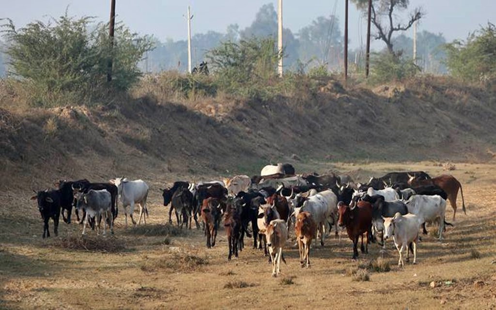 गाय की फोटो, फोटो सोर्स- इंडियन एक्सप्रेस (गजेन्द्र यादव)