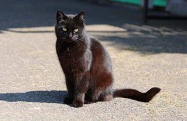 Cat, Cutting Path By Cat, Accreditation related To Cat, Cat Crossing The Road, Vastu, Cat In Vastu, Cats Importance in Vastu, Vastu Shastra, Road Crossing Cat Auspicious Or Inauspicious, Religion News