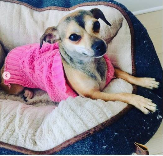 "priyanka chopra, diana chopra, priyanka chopra dog diana chopra, priyanka chopra dog diana chopra rs 36 lakh jacket, diana chopra rs 36 lakh jacket, diana chopra rs 36 lakh moncler jacket, priyanka chopra dog rs 36 lakh jacket, priyanka chopra dog moncler rs 36 lakh jacket, priyanka chopra nick jonas honeymoon, priyanka chopra nick jonas honeymoon pics,