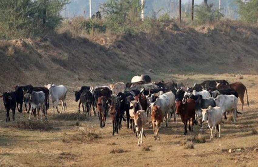 गाय की फोटो, फोटो सोर्स- इंडियन एक्सप्रेस (गजेन्द्र यादव)