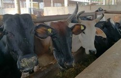 यूपी: स्‍कूलों में बांध गए थे छुट्टा गायें, 28 लोगों के खिलाफ केस दर्ज