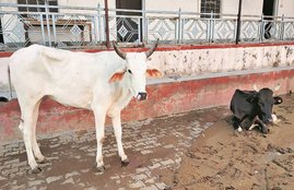 cow