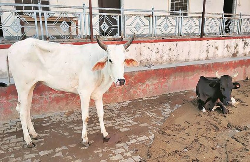 cow