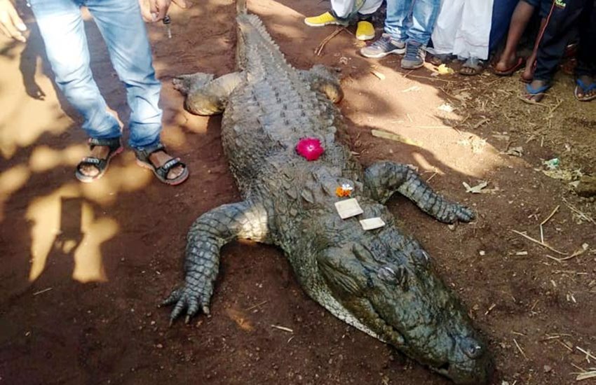 छत्तीसगढ़ के गांव बावा मोहतरा में मगरमच्छ की मौत पर भावुक हुए गांव वाले। फोटो सोर्स : सोशल मीडिया