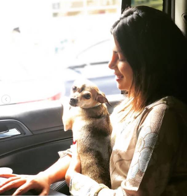 "priyanka chopra, diana chopra, priyanka chopra dog diana chopra, priyanka chopra dog diana chopra rs 36 lakh jacket, diana chopra rs 36 lakh jacket, diana chopra rs 36 lakh moncler jacket, priyanka chopra dog rs 36 lakh jacket, priyanka chopra dog moncler rs 36 lakh jacket, priyanka chopra nick jonas honeymoon, priyanka chopra nick jonas honeymoon pics,