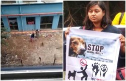 गर्ल्स हॉस्टल से निकलने पर करते थे शोर, लड़कियों ने कुत्तों को पीट-पीट कर मार डाला