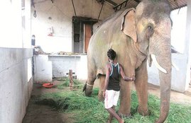 elephant