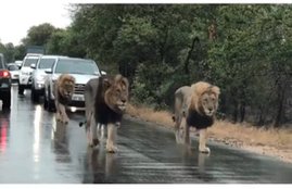 lion, road