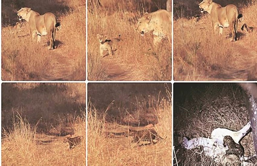 तेंदुए के शावक का ख्याल रखती शेरनी, फोटो सोर्स- इंडियन एक्सप्रेस
