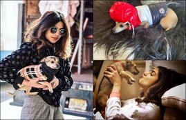 "priyanka chopra, diana chopra, priyanka chopra dog diana chopra, priyanka chopra dog diana chopra rs 36 lakh jacket, diana chopra rs 36 lakh jacket, diana chopra rs 36 lakh moncler jacket, priyanka chopra dog rs 36 lakh jacket, priyanka chopra dog moncler rs 36 lakh jacket, priyanka chopra nick jonas honeymoon, priyanka chopra nick jonas honeymoon pics,