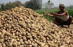 आलू की मंदी ने किसानों को पहुंचाया बदहाली के मुहाने पर