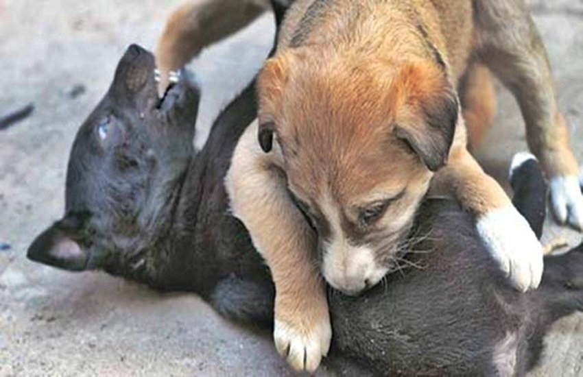 प्रतीकात्मक फोटो, फोटो सोर्स- इंडियन एक्सप्रेस