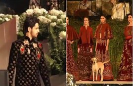 rohit bal, sidharth malhotra, diana penty, dog walks ramp, street dog crashes fashion show mumbai, mumbai fashion show dog, mumbai fashion show, fashion show 2019, dog crashes fashion show, viral video