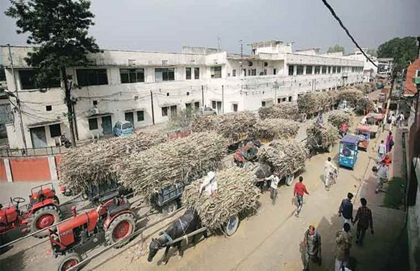 sugarcane