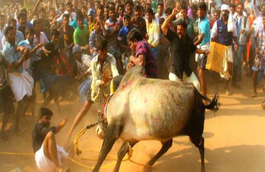 जलीकट्टू प्रतियोगिता 
फोटो सोर्स- इंडियन एक्सप्रेस 