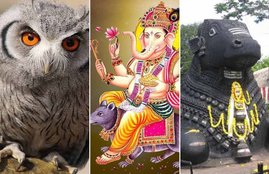 Hindu tradition, Vehicles Of God, Vehicles Of Goddess, Birds, Animal, Rat, Owl, Ox, Lion, Goddess Durga, Lord Shiv, God and Goddess Vehicles, Birds Vehicle of god, Birds Vehicle of Goddess, Animal Vehicles Of Goddess, Animal Vehicles Of God, Religion News