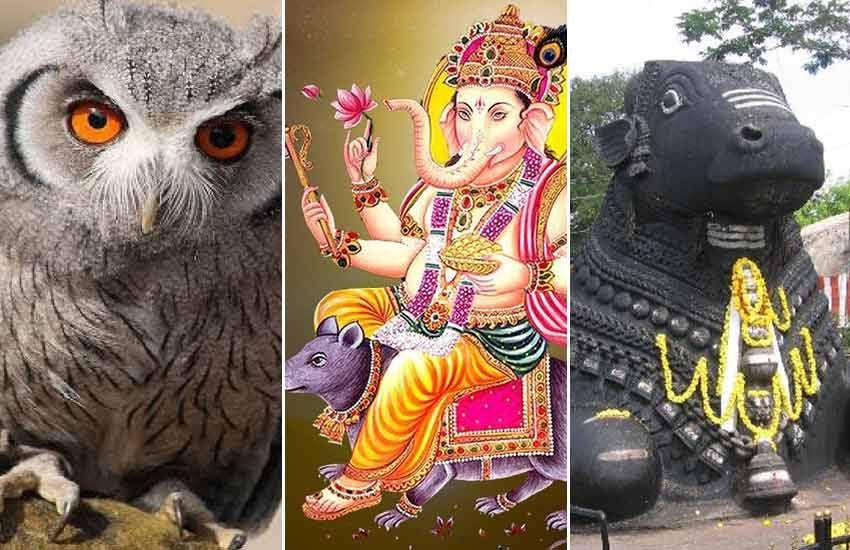 Hindu tradition, Vehicles Of God, Vehicles Of Goddess, Birds, Animal, Rat, Owl, Ox, Lion, Goddess Durga, Lord Shiv, God and Goddess Vehicles, Birds Vehicle of god, Birds Vehicle of Goddess, Animal Vehicles Of Goddess, Animal Vehicles Of God, Religion News Hindu tradition, Vehicles Of God, Vehicles Of Goddess, Birds, Animal, Rat, Owl, Ox, Lion, Goddess Durga, Lord Shiv, God and Goddess Vehicles, Birds Vehicle of god, Birds Vehicle of Goddess, Animal Vehicles Of Goddess, Animal Vehicles Of God, Religion News