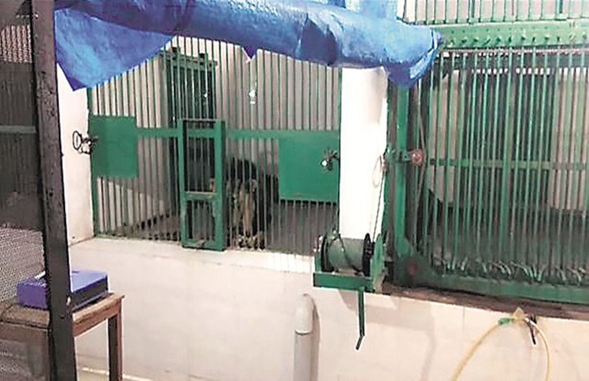 छतबिर जू। फोटो सोर्स : इंडियन एक्सप्रेस