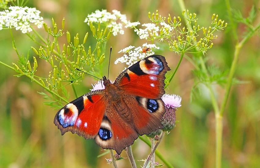 तस्वीर का इस्तेमाल केवल प्रतीकात्मक तौर पर किया गया है। (Image Source: pixabay)