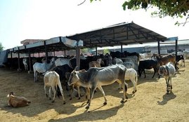 National news, Business news, Beef, Leather industry, Beef Export, Cow, Modi Government, cow related violence, Cow protection movement, BJP, International market, Foreign currency